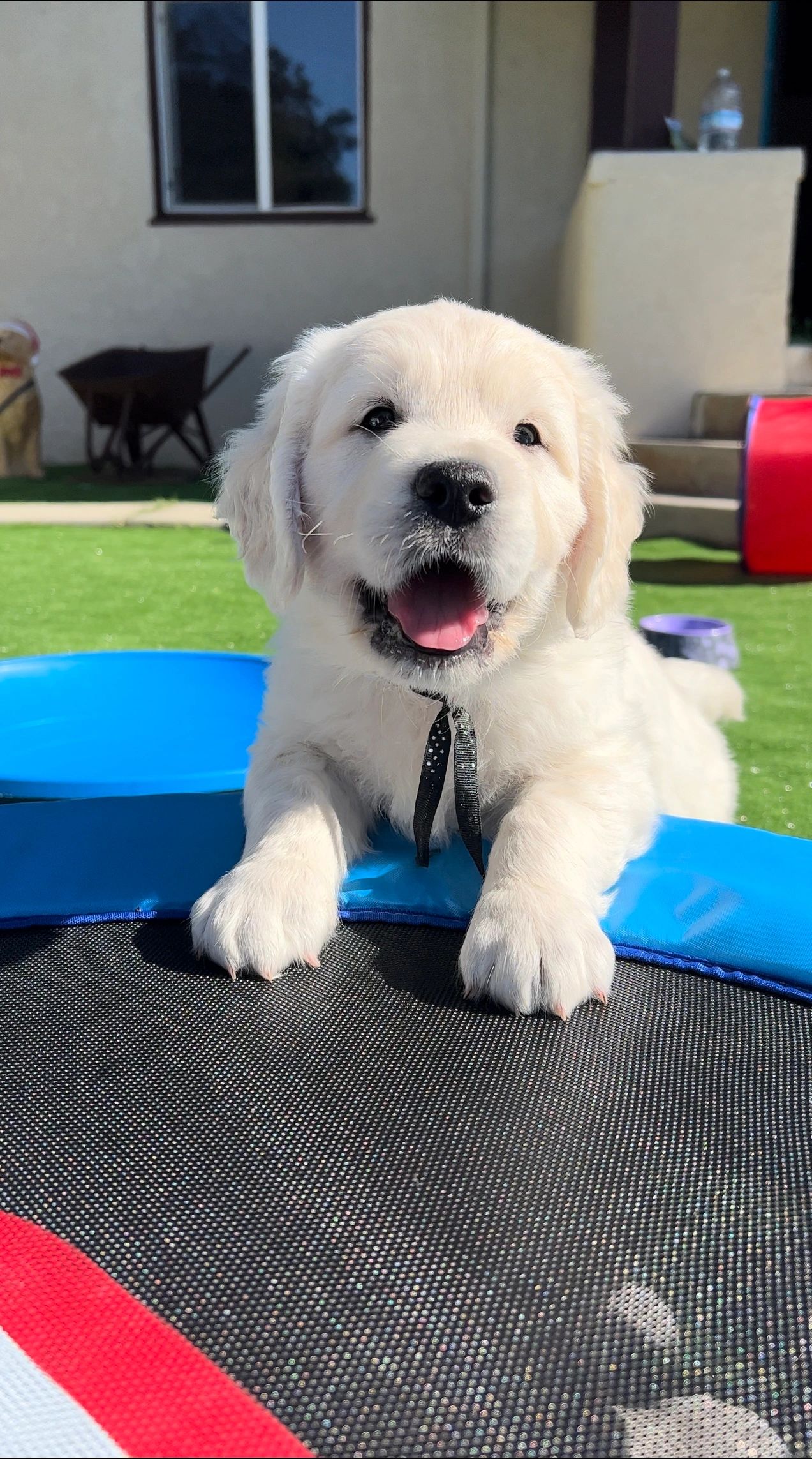 Gradient Golden Retrievers Home