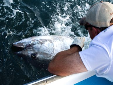 Bluefin Tuna off the coast of Cape Breton.
