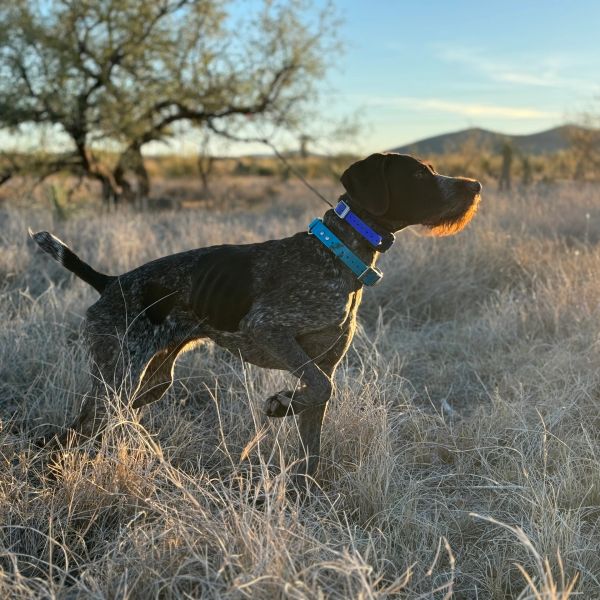 A dog stands alert in a sunlit field of dry grass during golden hour.