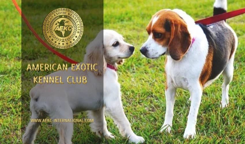 ¿Cómo presentar a dos perros?