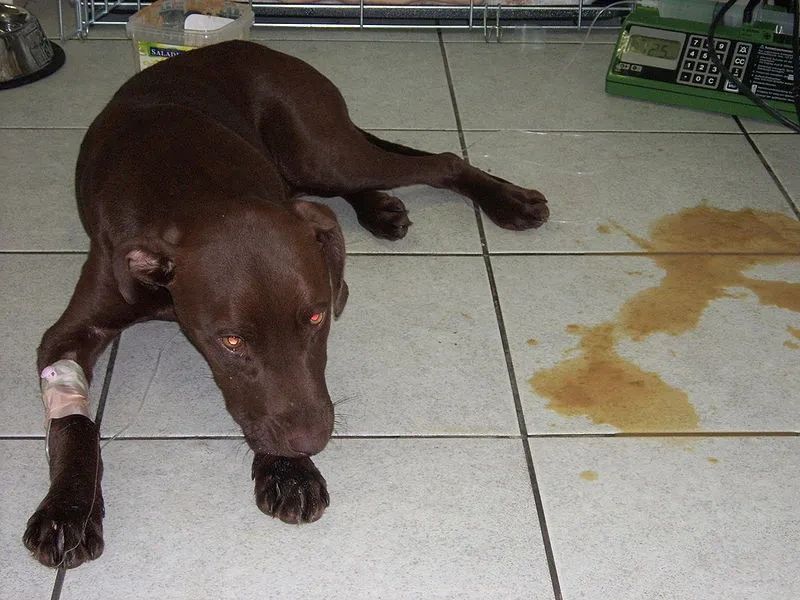 los perros defecan sangre cuando tienen parvo