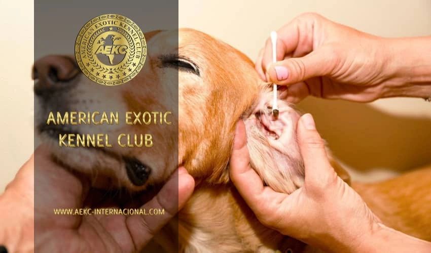 Mi perro tiene cera negra en los oídos - Causas y tratamientos