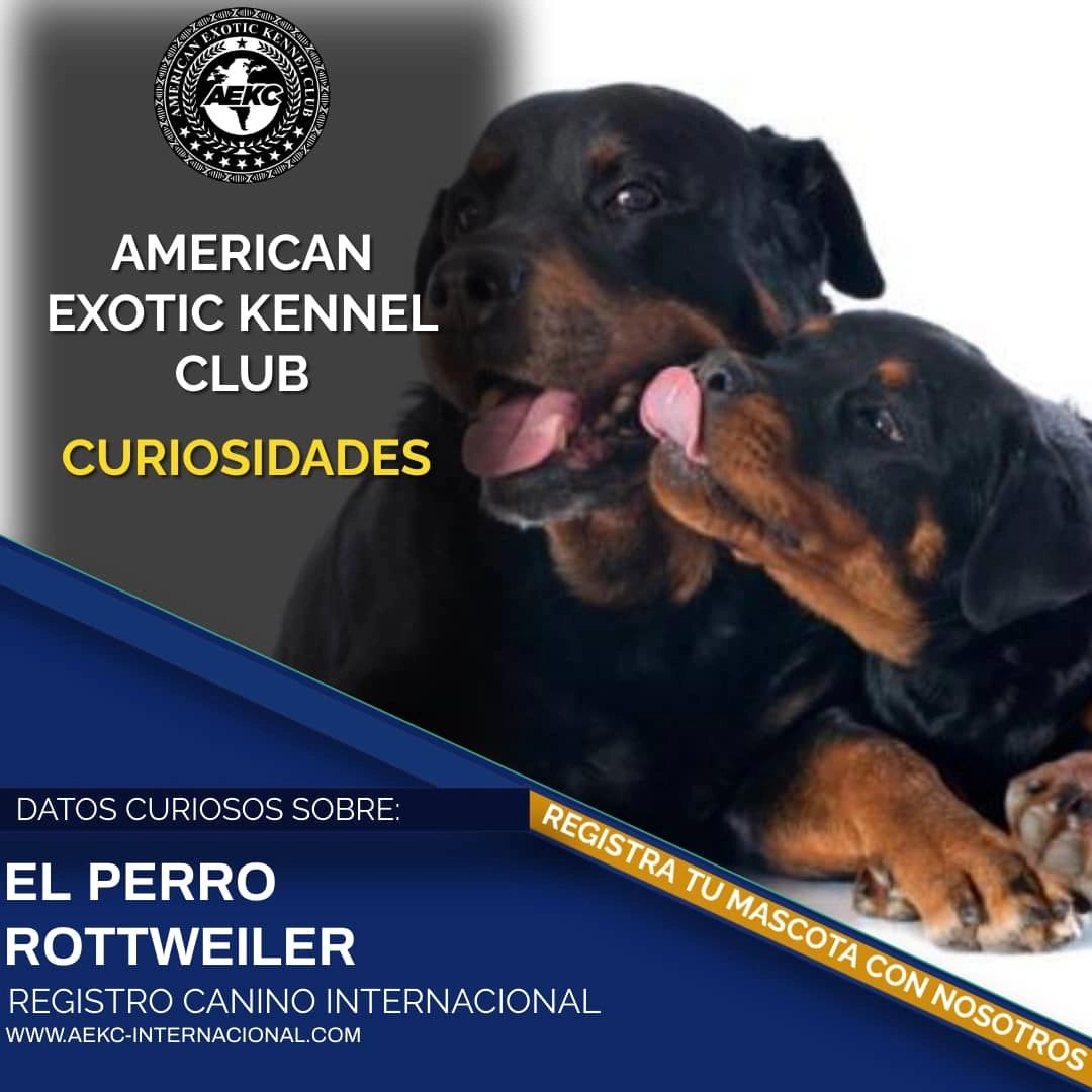 EL PERRO ROTTWEILER