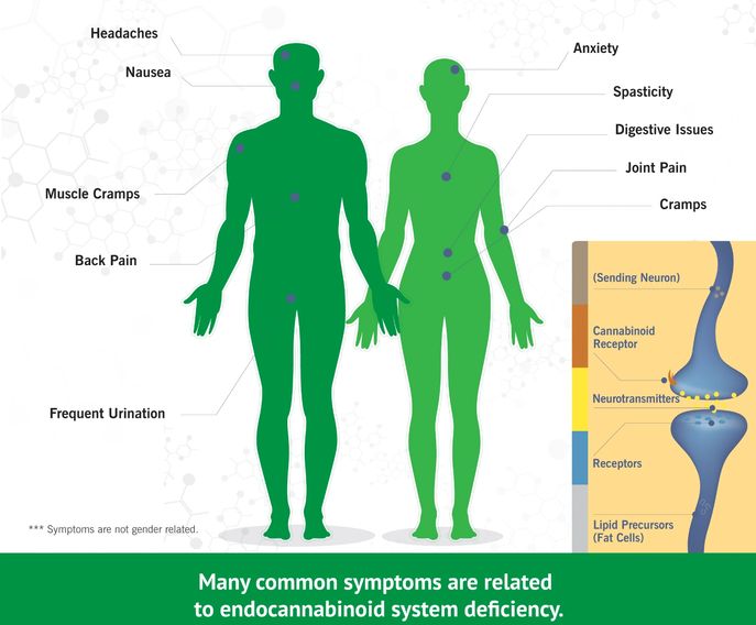 CBD and the Endocannabinoid System (ECS)