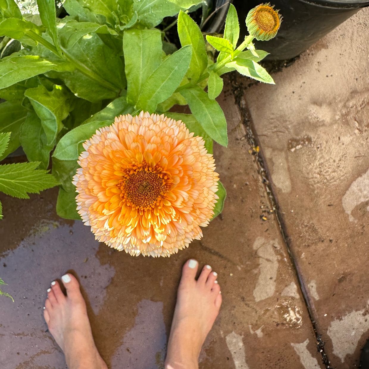 Giant calendula flower compared to someone’s feet