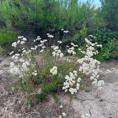 Wild, buckwheat flowers found on a hike