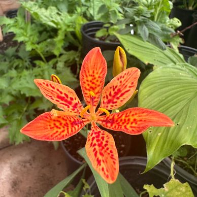 Leopard flower medicinal plant