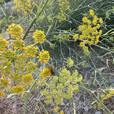 Fennel flowers, make a great pollinating herb