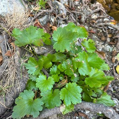 Wild herb growing on a riverbank