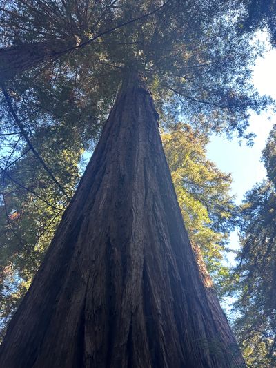 Giant sequoia tree redwood in the redwood forest of Big Sur