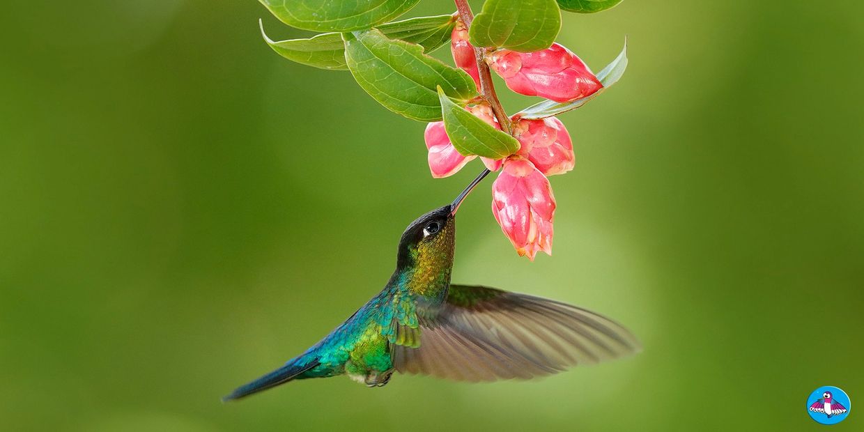 Tropical hummingbird drinking nectar from a pink flower