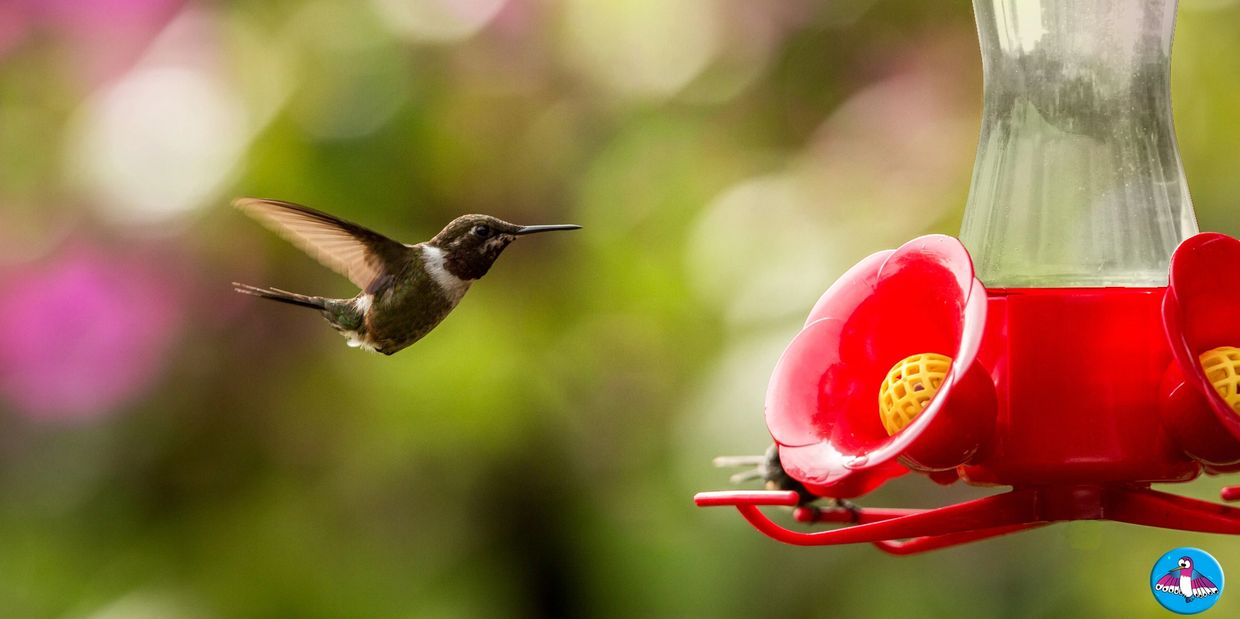 Black chinned hummingbird flying to a feeder