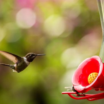 Hummingbird flying to a feeder