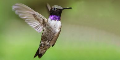 Black chinned hummingbird in flight