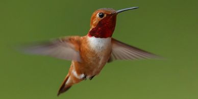 Male Allens hummingbird