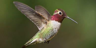 Male Annas hummingbird