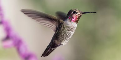 Annas female hummingbird