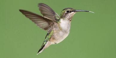 Black chinned female hummingbird