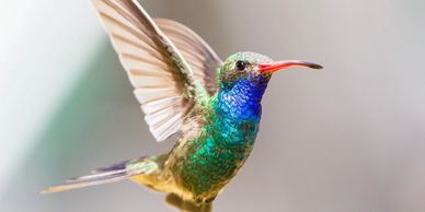 Broad billed male hummingbird