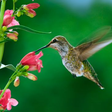 Beautiful hummingbird drinking nectar from a flower