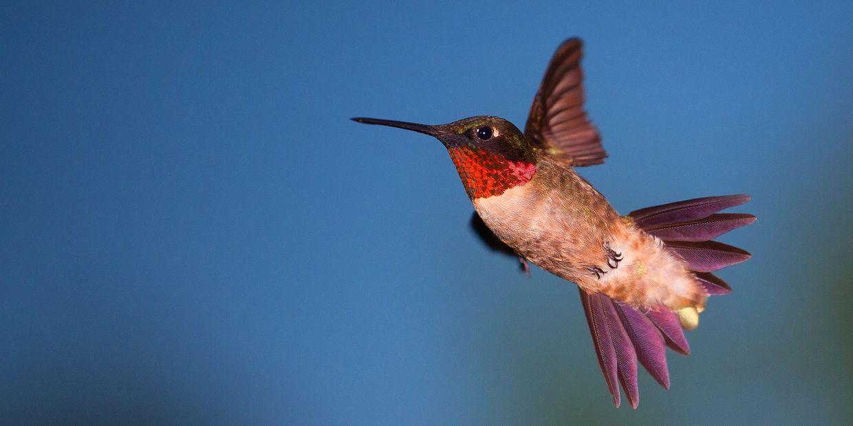 Ruby throated male hummingbird flying