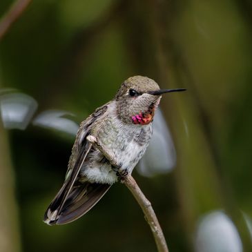 ruby throated hummingbird juvenile male