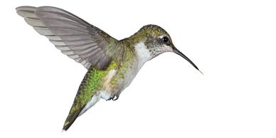 Ruby throated female hummingbird