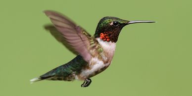 Ruby throated male hummingbird