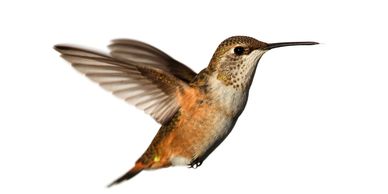 Rufous female hummingbird