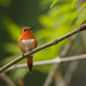 Rufous Hummingbird perching on a branch