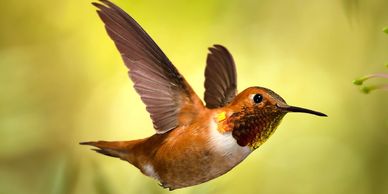 Male Rufous hummingbird flying to a flower