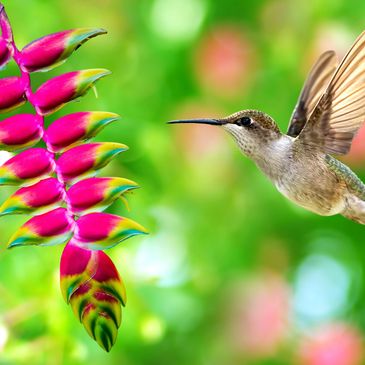 Amazing hummingbird flying to a tropical flower