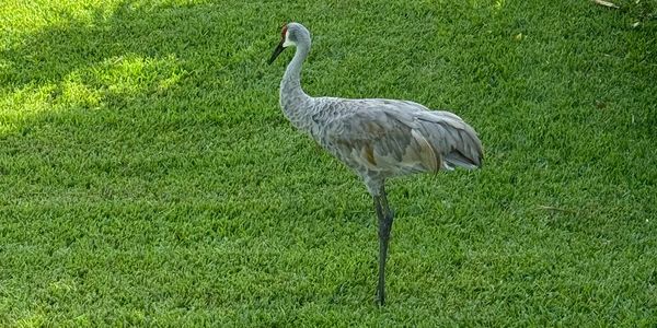 Bird stands in yard near tree. Quality tree service. Tree pruning services. Tree trim services.
