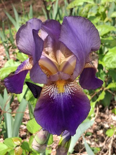 Close-up of a vibrant purple iris flower in a garden.