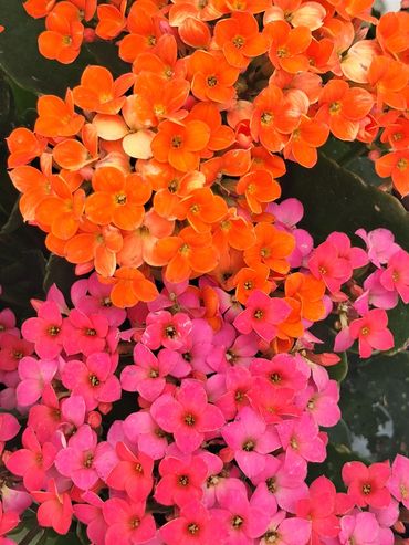 Clusters of vibrant orange and pink flowers blooming together.