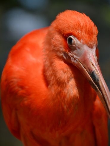 Close-up of a vibrant scarlet ibis with striking red feathers.