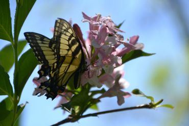 A yellow and black butterfly on pink flowers against a blue sky.