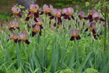 Tall irises with purple and yellow blooms in a green garden.