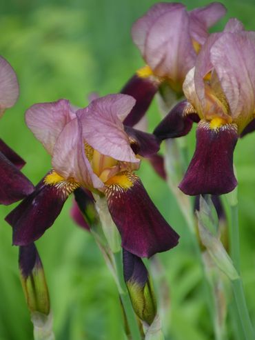 Close-up of purple and yellow iris flowers with green background.
