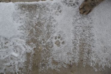 A cat's paw print in the snow with its paw nearby.