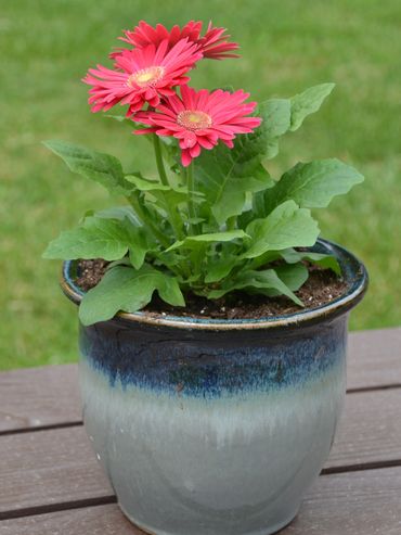 A potted plant with bright pink flowers on a wooden surface.