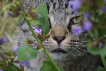Close-up of a cat peeking through green leaves and purple flowers.