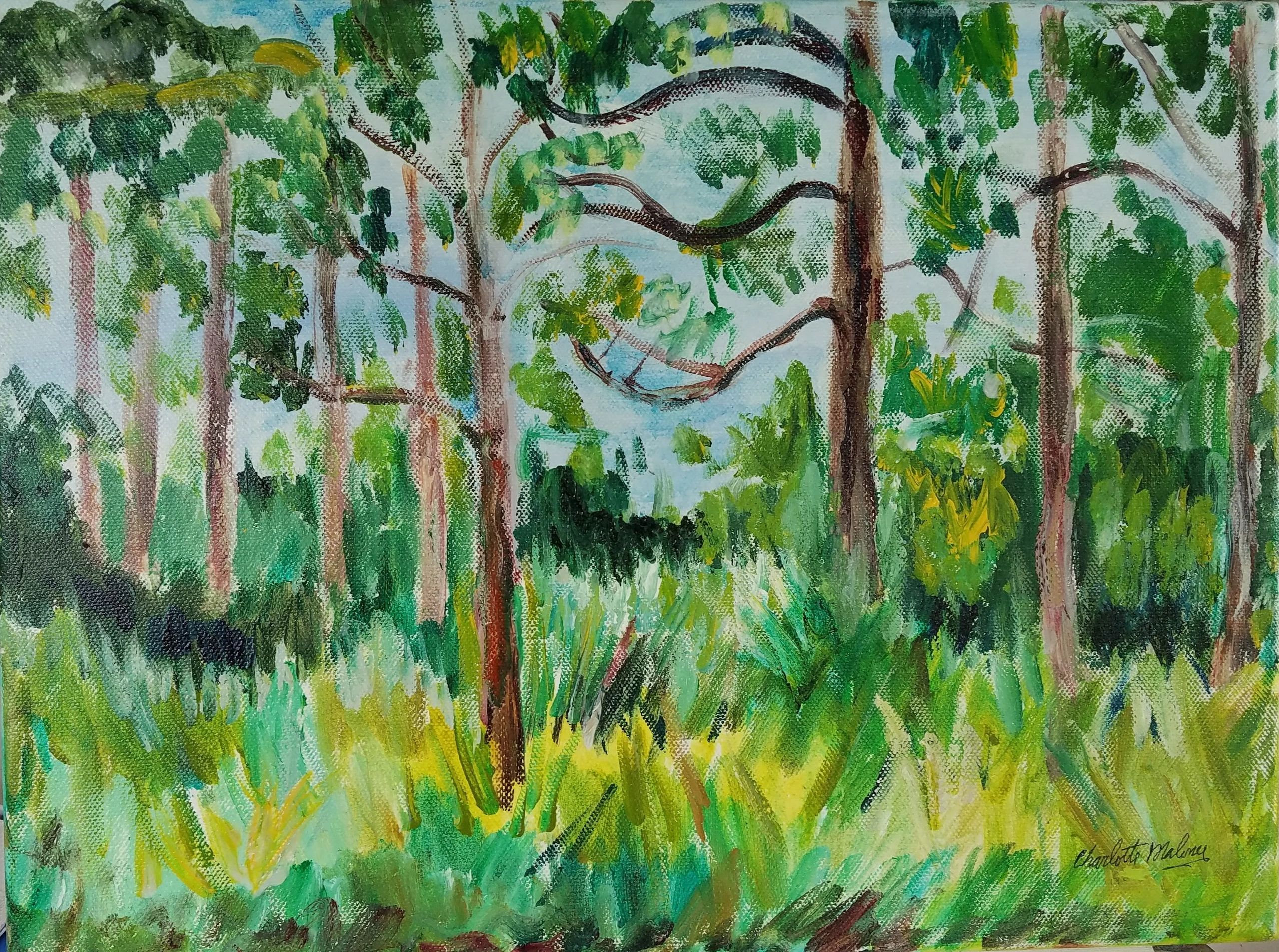 Title, pine trees. 
Medium, oil on canvas,
Size,11” x 14”