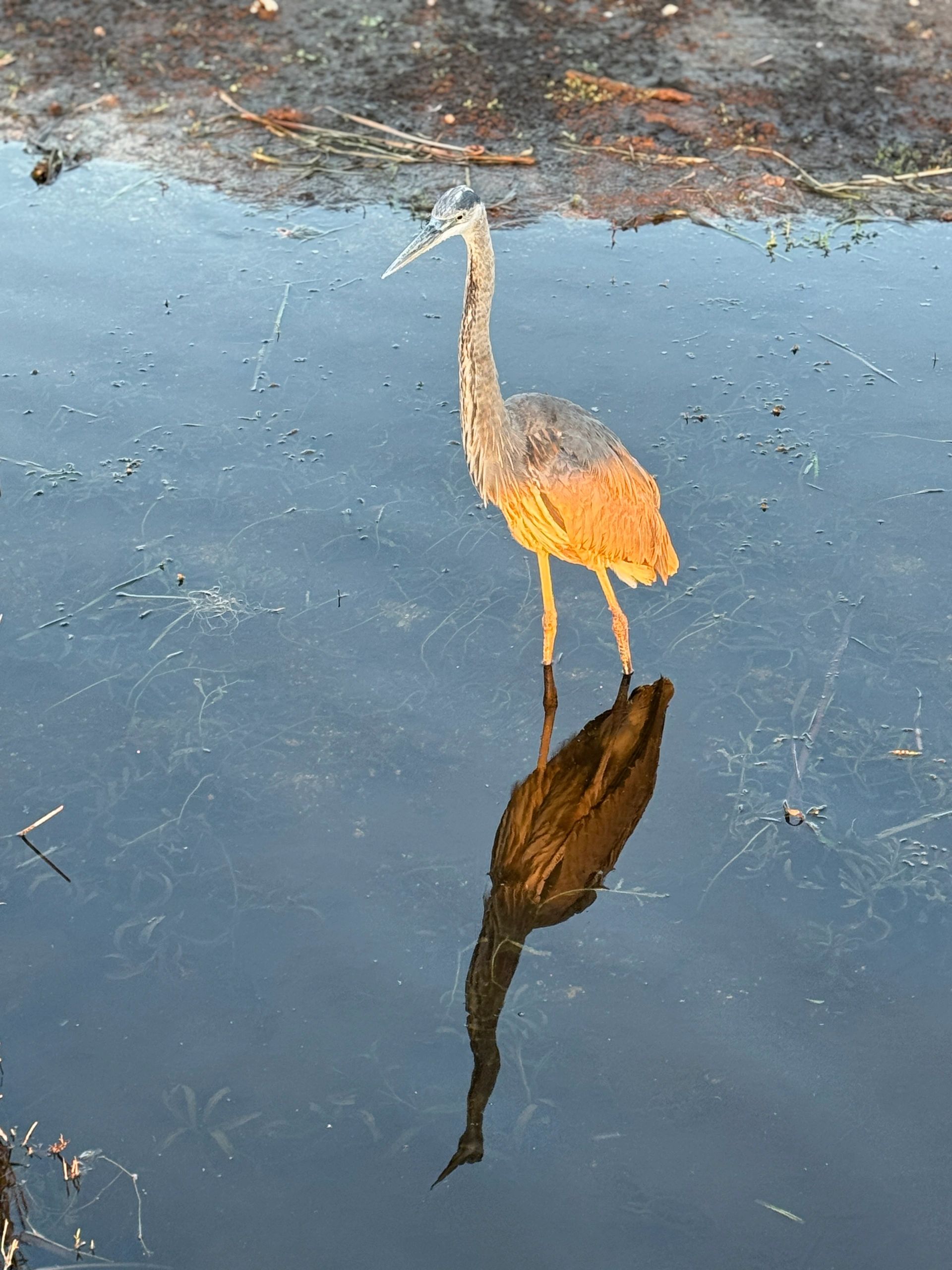 picture of a bird walking in water