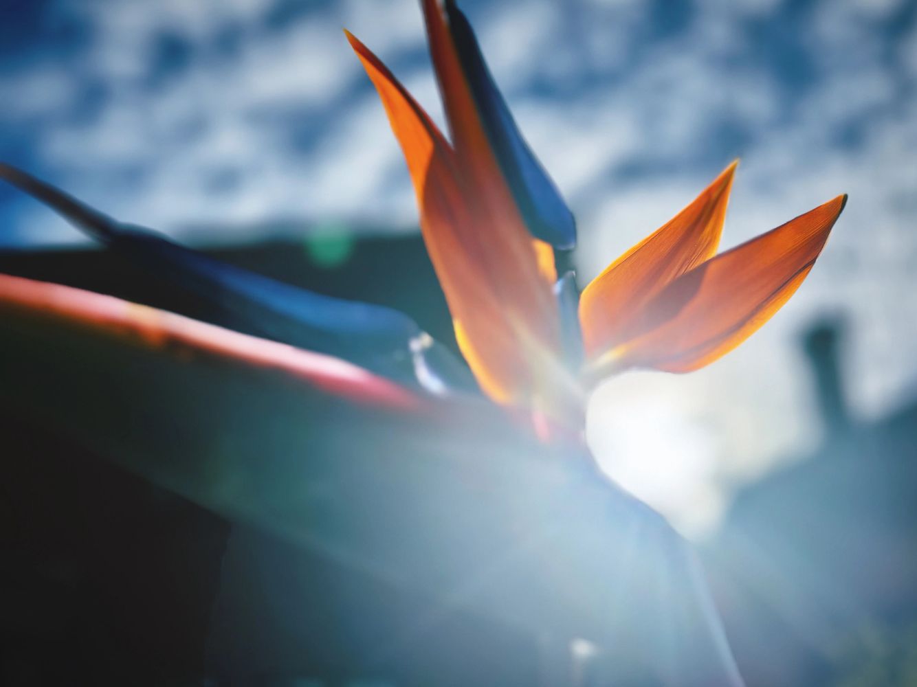 Bird of Paradise flower - Image Chris Dalton ©