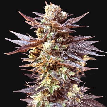 Planta de cannabis con hojas púrpuras.