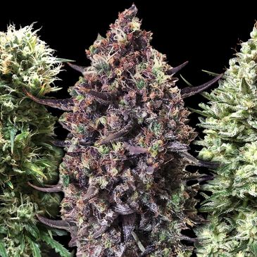 Cogollo de marihuana con tonos morados.