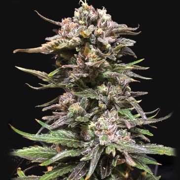 Foto de una planta de cannabis con flores moradas y verdes.