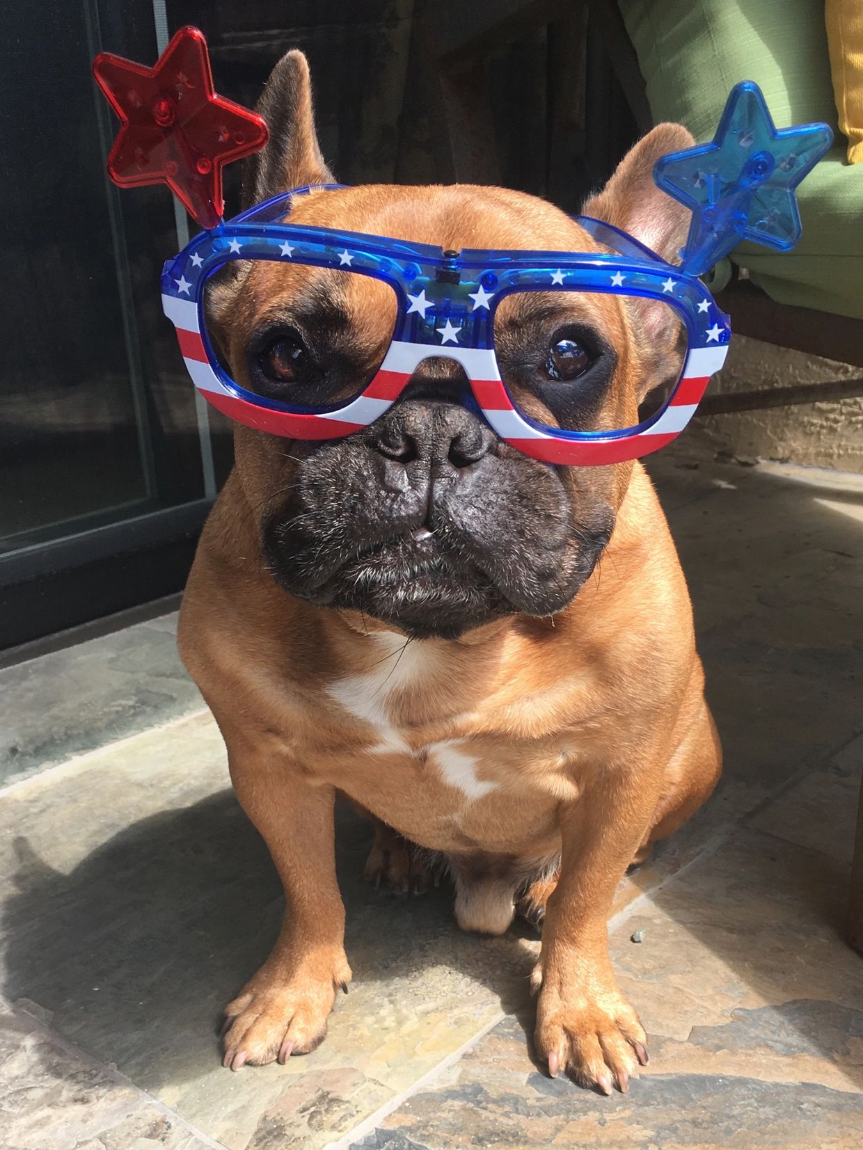 French bulldog wearing patriotic star-themed glasses.
