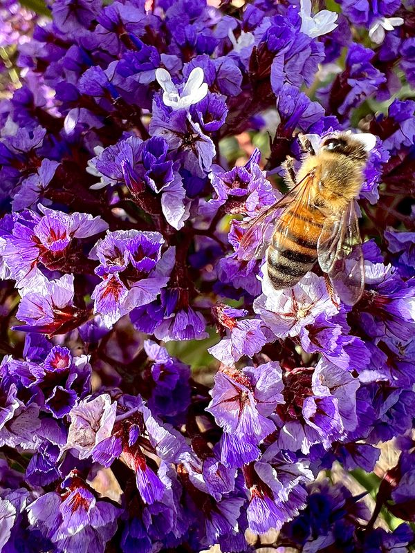 A bee collects nectar from vibrant purple flowers in close-up.